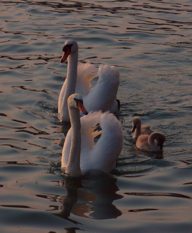 лебеди Вечер на лебедином озере.photo preview