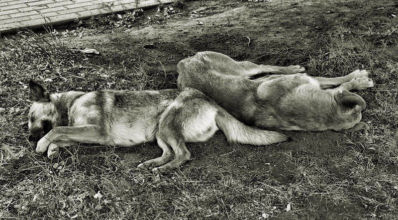 собаки, сон Сладкий сон валетомphoto preview