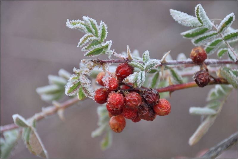 природа Венчальное....photo preview