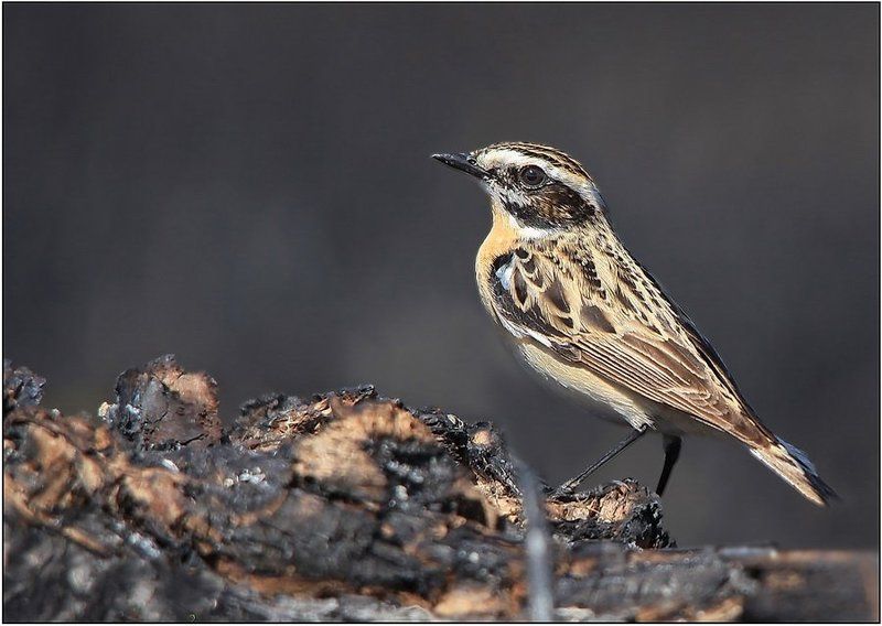 ЧЕКАН ЛУГОВОЙphoto preview