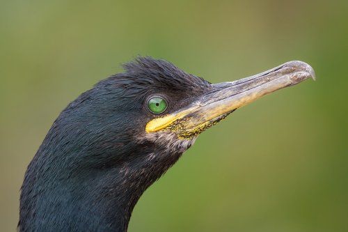 Shag