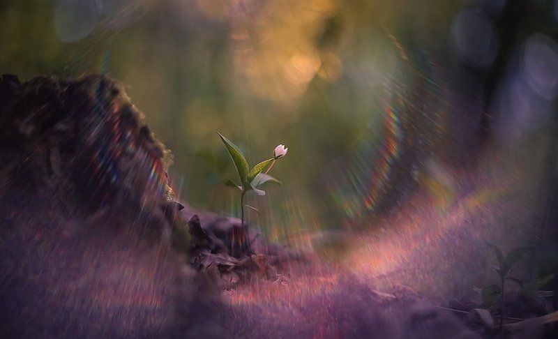 Феерия светаphoto preview