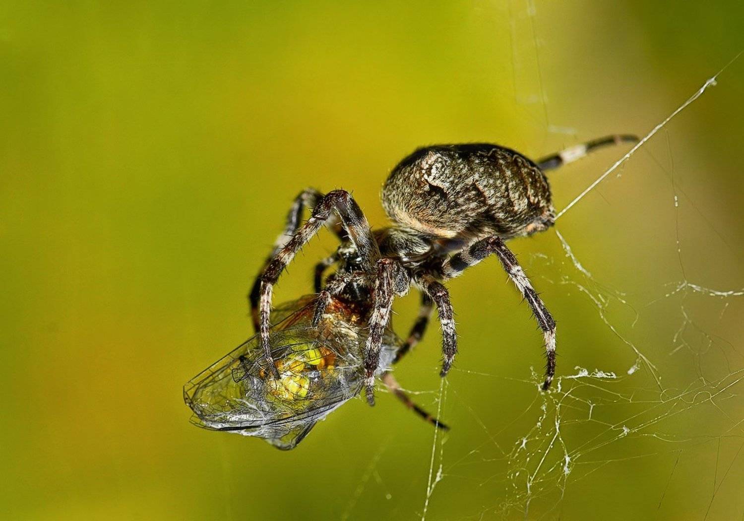 Обед.... Автор: Александр Демин macro, Александр Демин