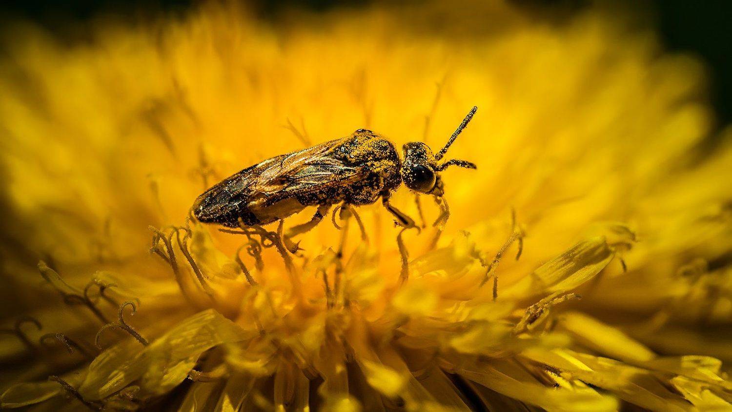 Пыльца . Автор: Дмитрий , Дмитрий