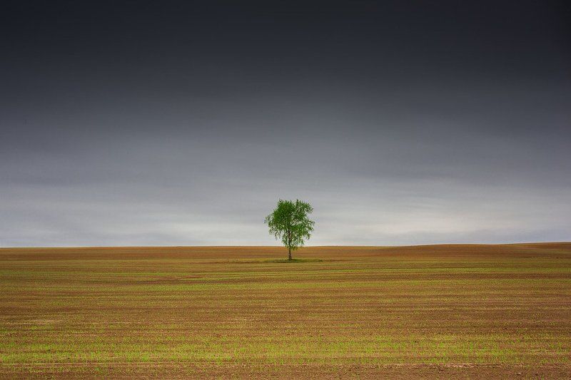 природа, пейзаж, дерево, луховицы Один в полеphoto preview