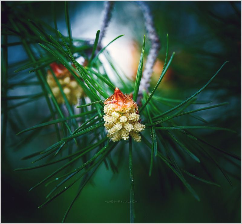 Признаки весны. Май 2017. СКФОphoto preview