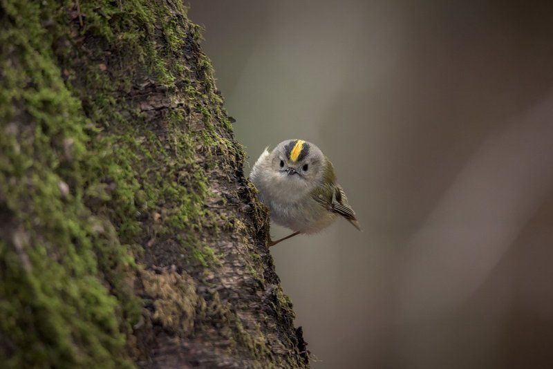 Королёкphoto preview