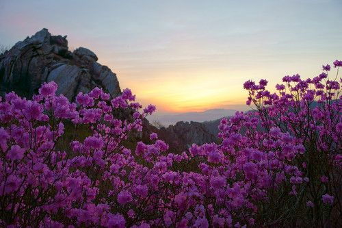 Azalea of the Dawn