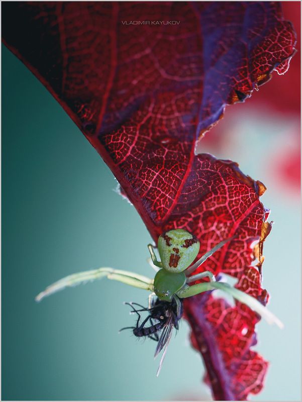 Страшно красивая или коварство \