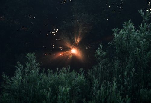 Сквозь ивовые листья