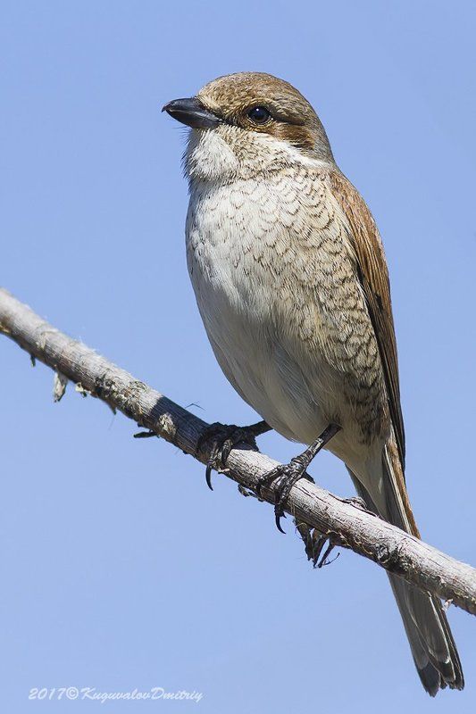 Сорокопут-жуланphoto preview