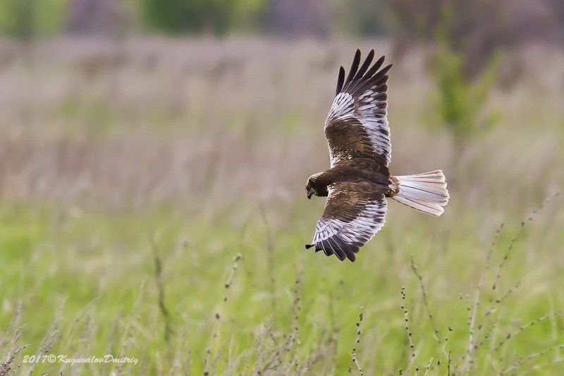 Лунь болотныйphoto preview