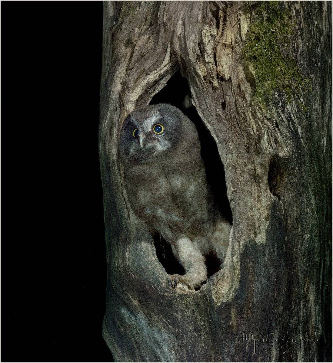 Мохнатые ноги. Автор: Юрий Андреев сыч мохноногий, Юрий Андреев