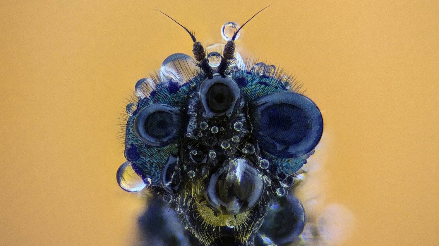 Муха. Автор: Tsvetan Ganev ceclii,macro,lgg4, extrememacro, макро, Tsvetan Ganev