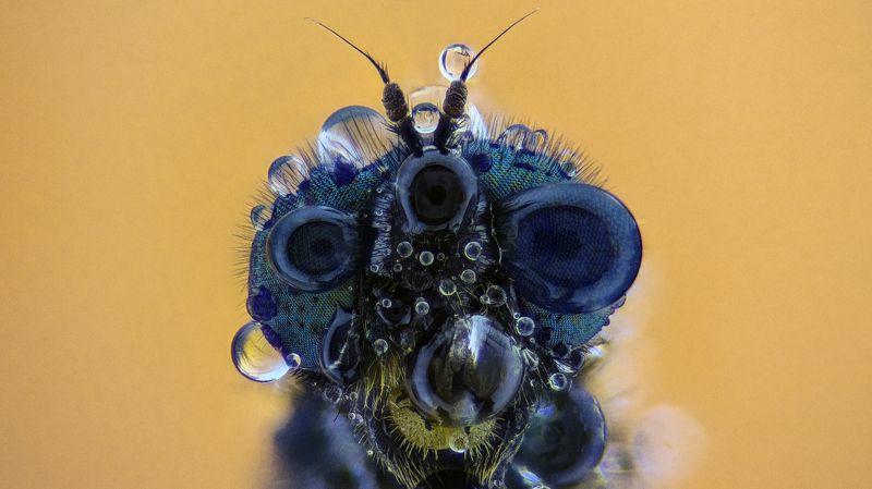 Мухаphoto preview