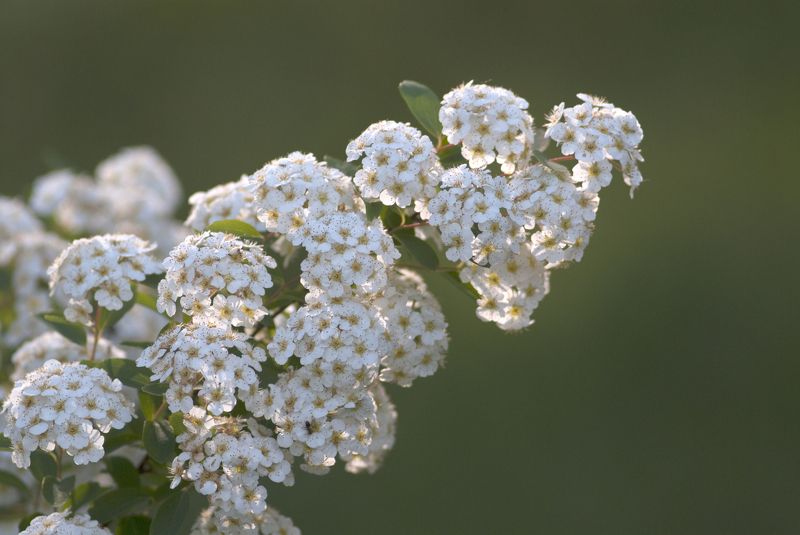 цветы,кусты Цветущий кустарник ...photo preview