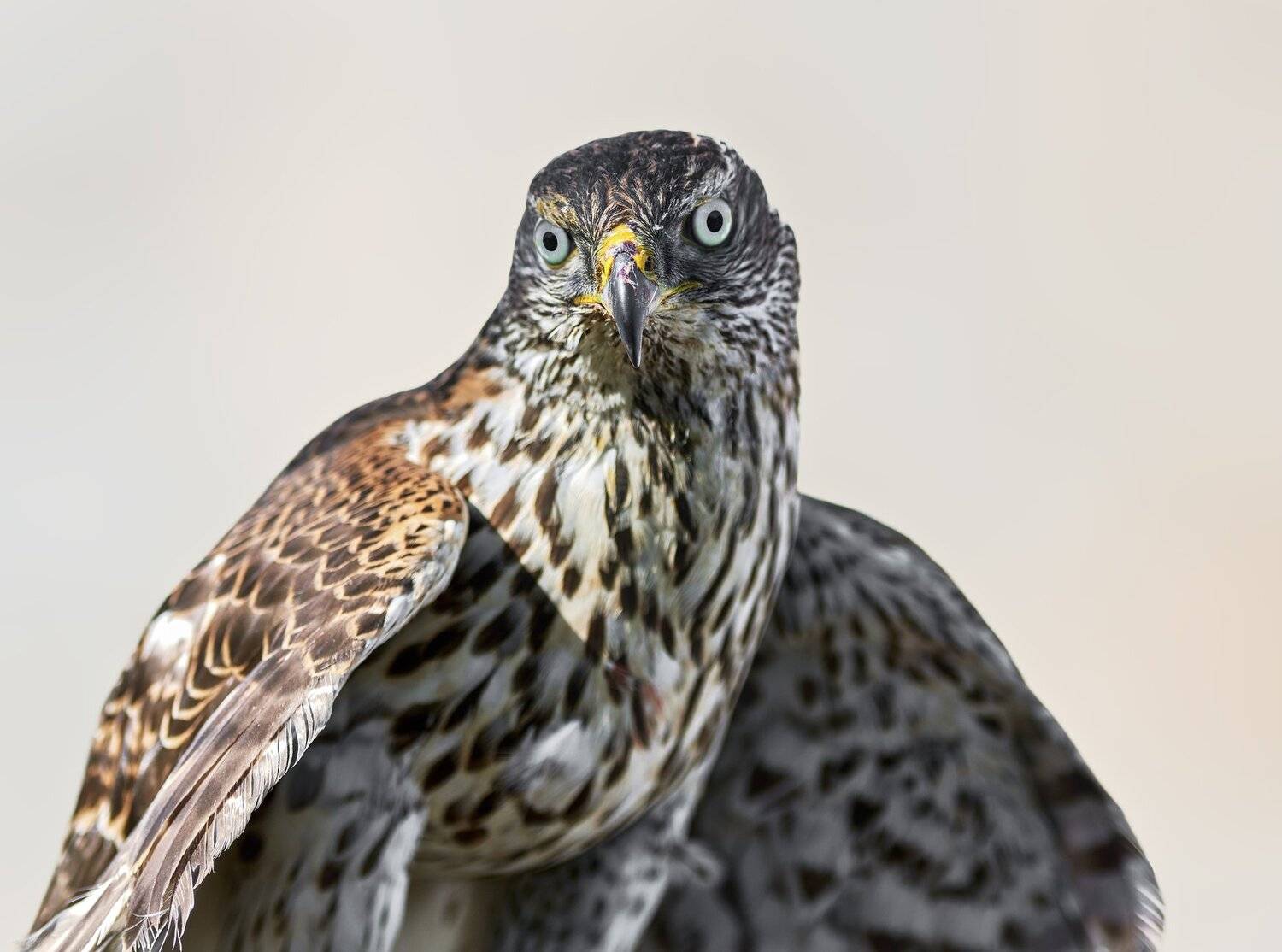 Ястреб. Автор: Олег Богданов , Олег Богданов