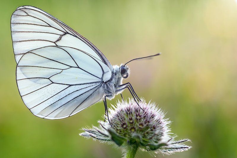 Aporia crataegiphoto preview