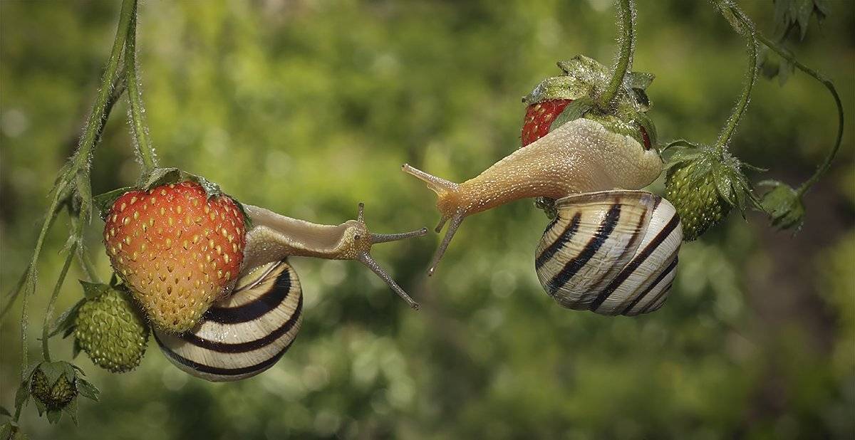макро,улитка, Гарик Соколов