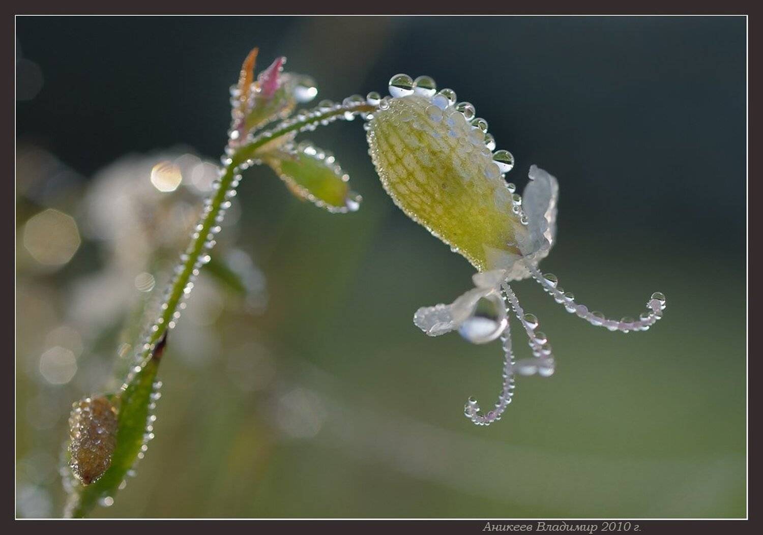 , Аникеев Владимир