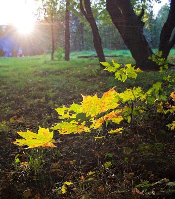 В первый день осениphoto preview