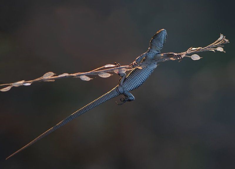 ящерица Ой,веточка кончается,сейчас я упаду!photo preview