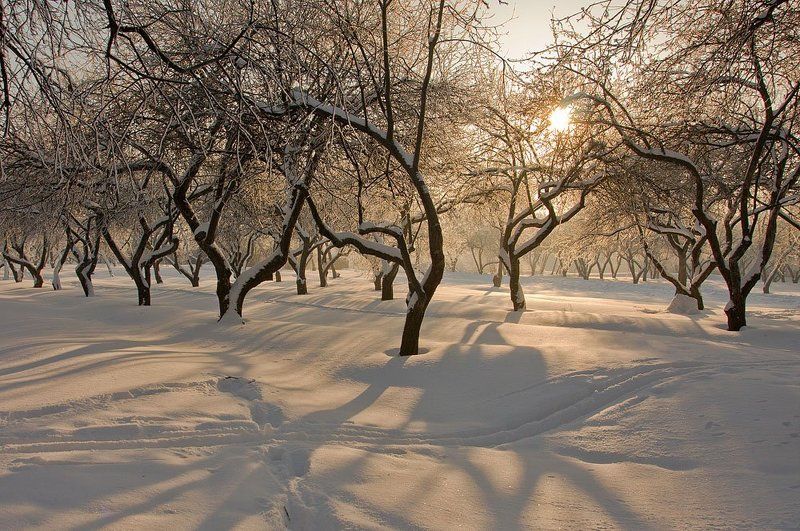 зима, москва, коломенское Зимаphoto preview