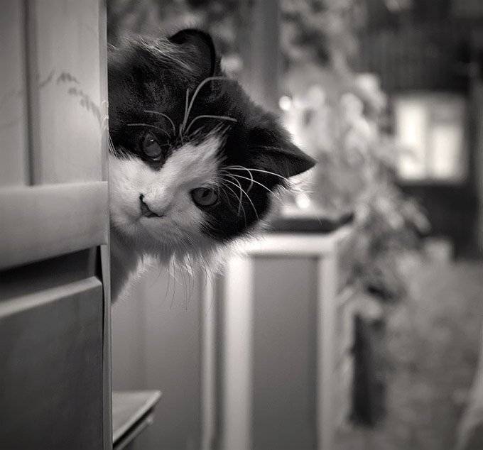 Любопытство. Автор: ANGEL-B , ANGEL-B