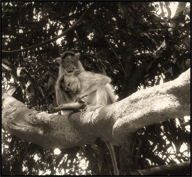 Вот такая нежная любовь :-)))photo preview