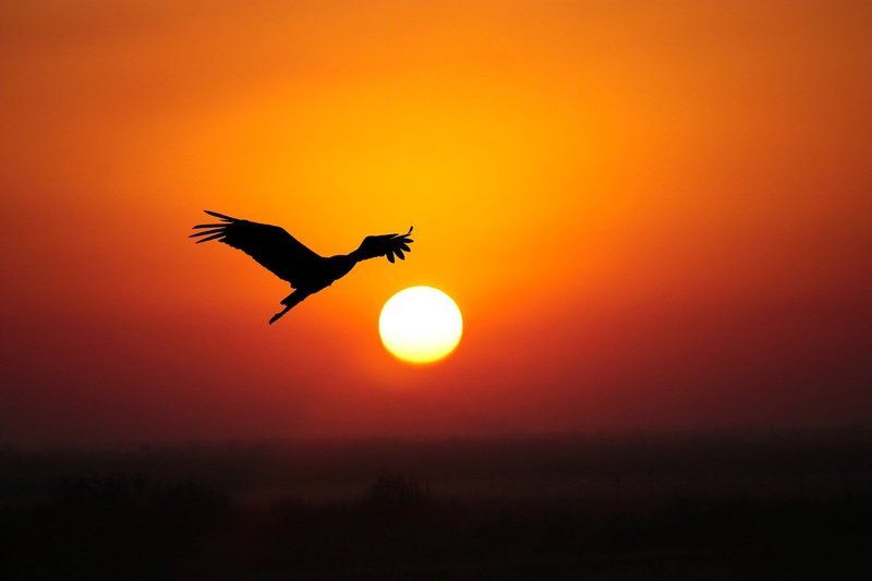 природа, птицы, аист, закат Аистphoto preview