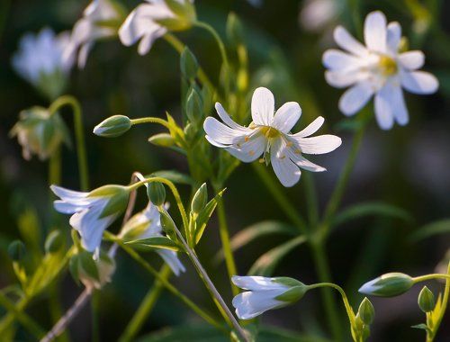 Pro белоснежное майское настроение...