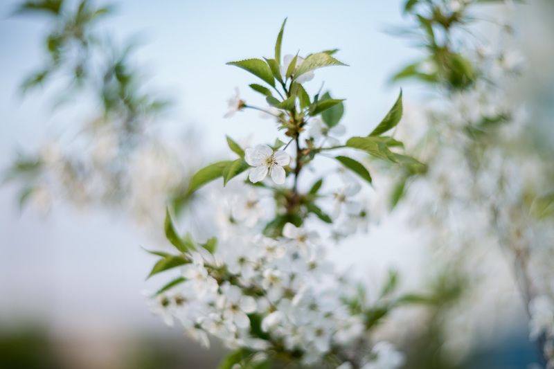 цветение, макро, гелиос, мануал, Цветущий май.photo preview