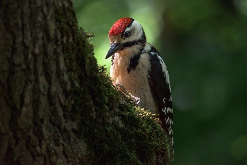 дятел, Молодой большой пёстрый дятелphoto preview