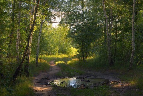Вечерние тропы лесные. Июль