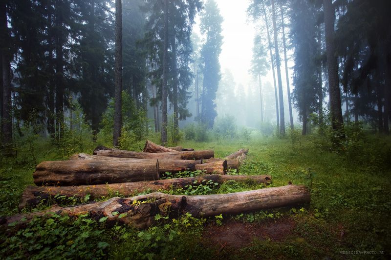 Бревнышкиphoto preview