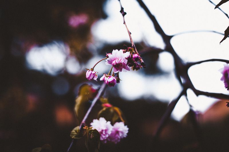 ботанический сад, макро, цветы, зелень, природа, сакура, боке Сакураphoto preview