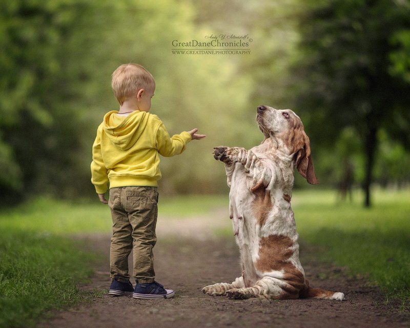 Basset Hound on hind legs