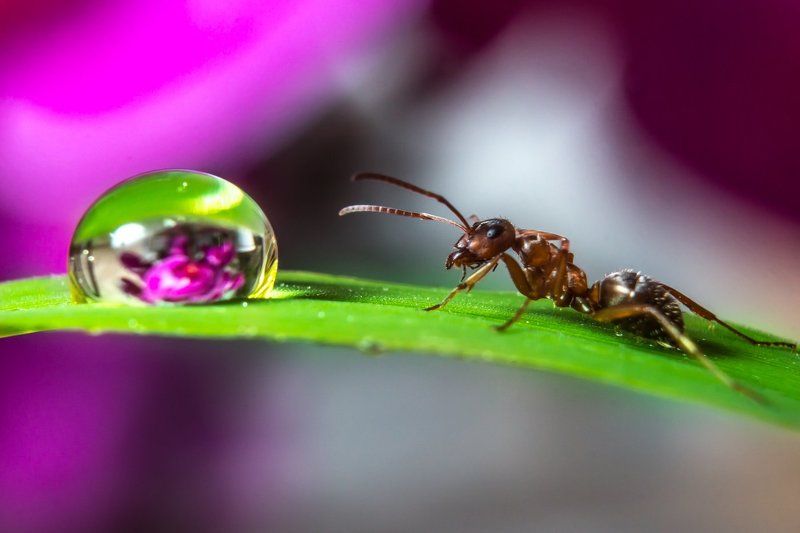 Муравей и капля...photo preview