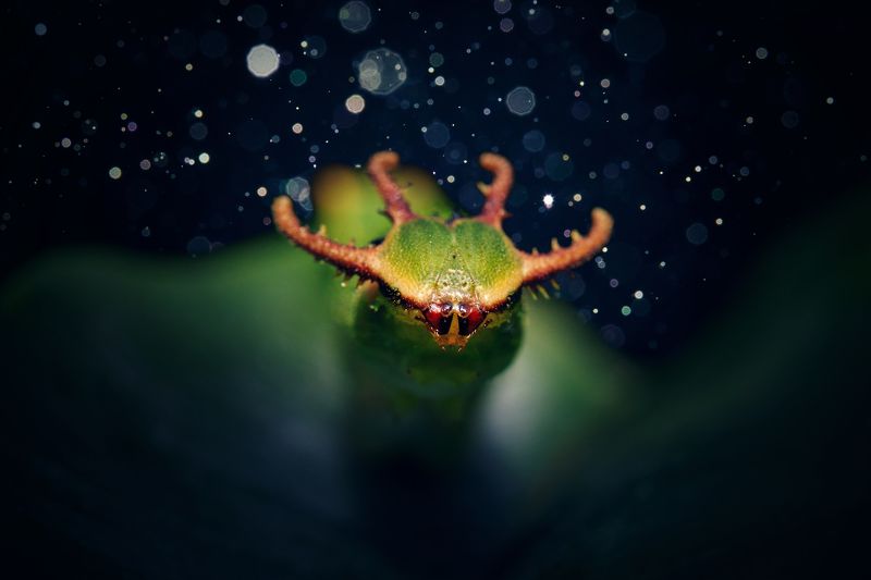 Tailed Emperorphoto preview