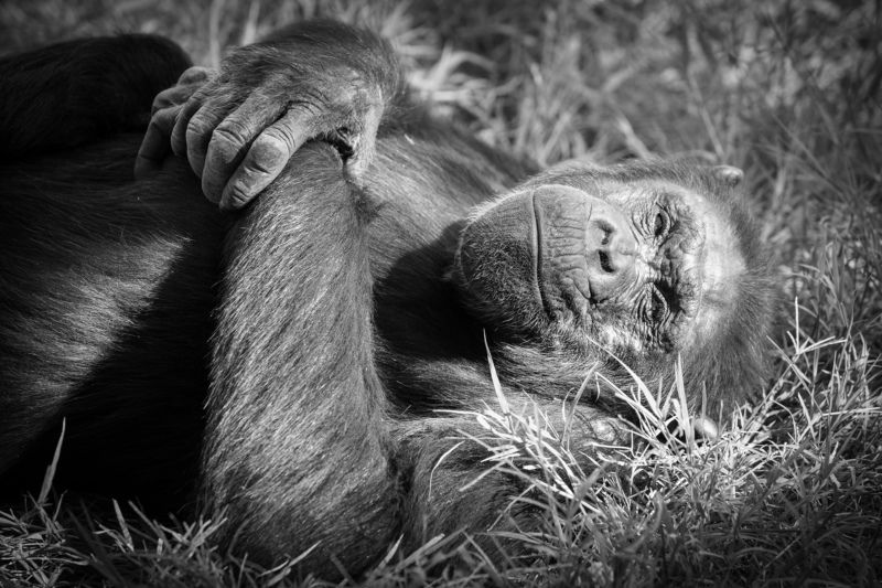 Шимпанзеphoto preview