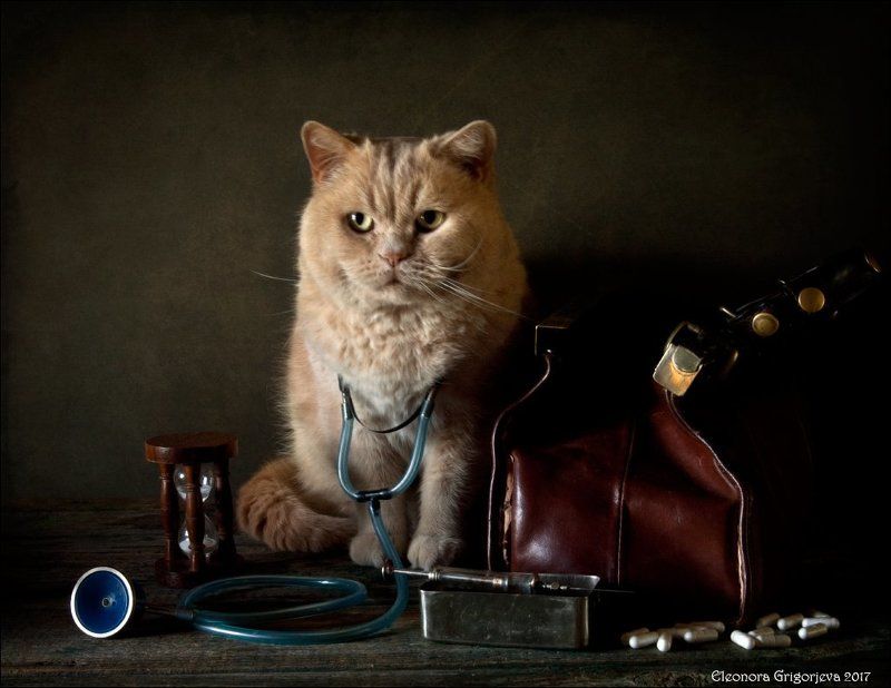 кот, врач, доктор, медик, любовь, мурлыка, ласка, натюркотики Доктор Котphoto preview
