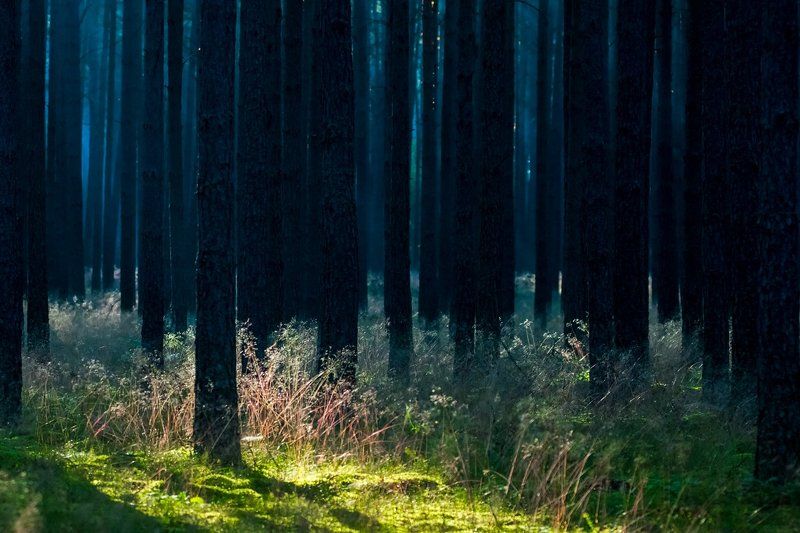 BORY TUCHOLSKIEphoto preview