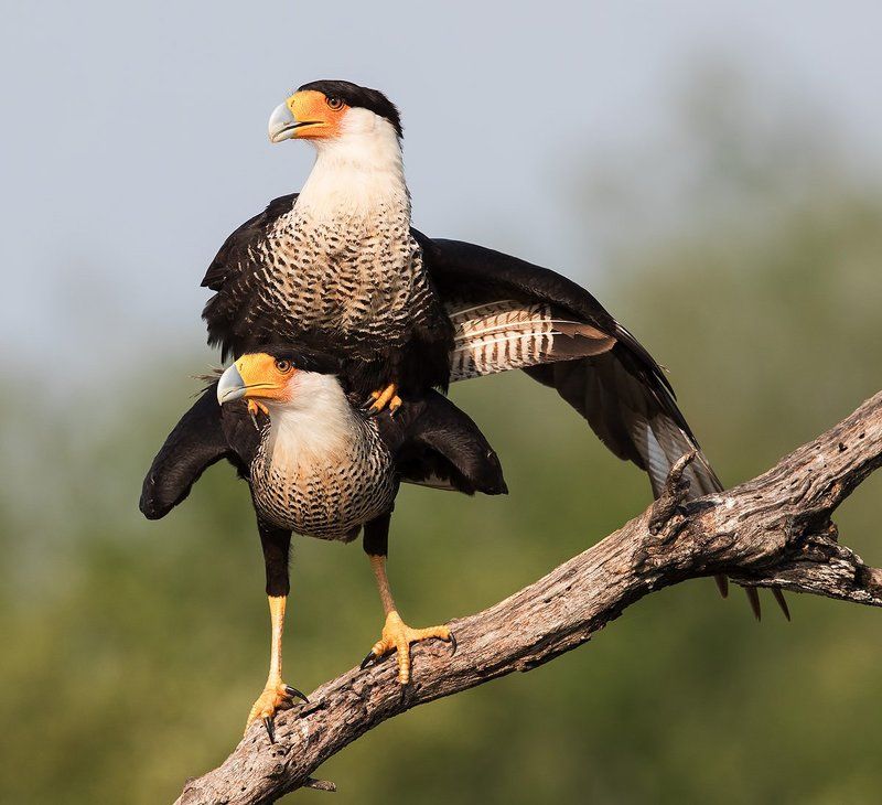 обыкновенная каракара, crested caracara, caracara, tx, texas, каракара Каракара -Caracara couple matingphoto preview