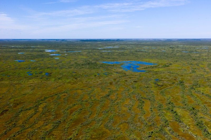 Васюган болото Сибирь Большое Васюганское болотоphoto preview