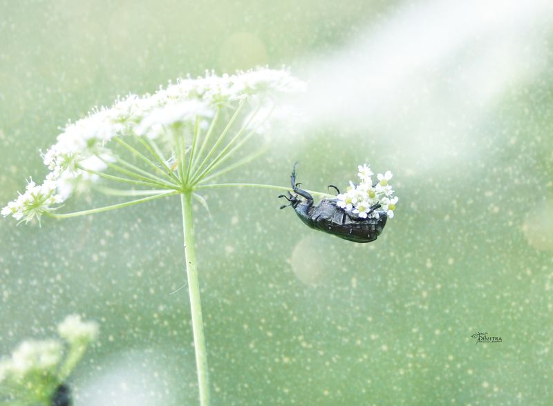 Пусть будет лето - част втораяphoto preview