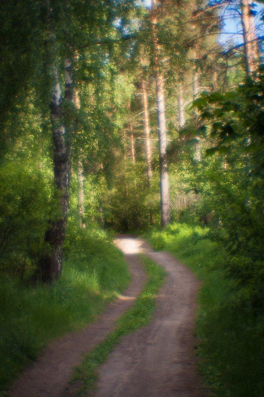 фото, природа, лес, монокль, пикториализм, дубна, россия Полуденный знойphoto preview