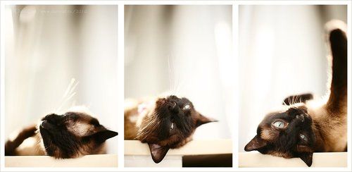 Я не сплю-ю-ю!