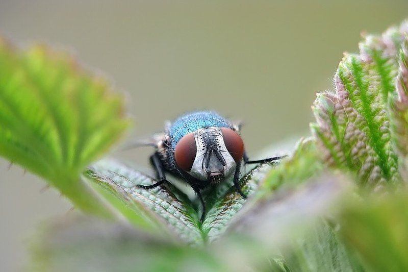 муха зелененький он был...photo preview