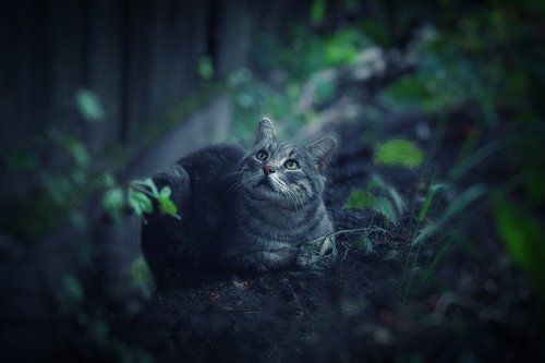 Котэ