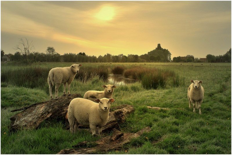 Sheep in the morninglight.